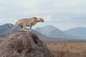 Cheetah